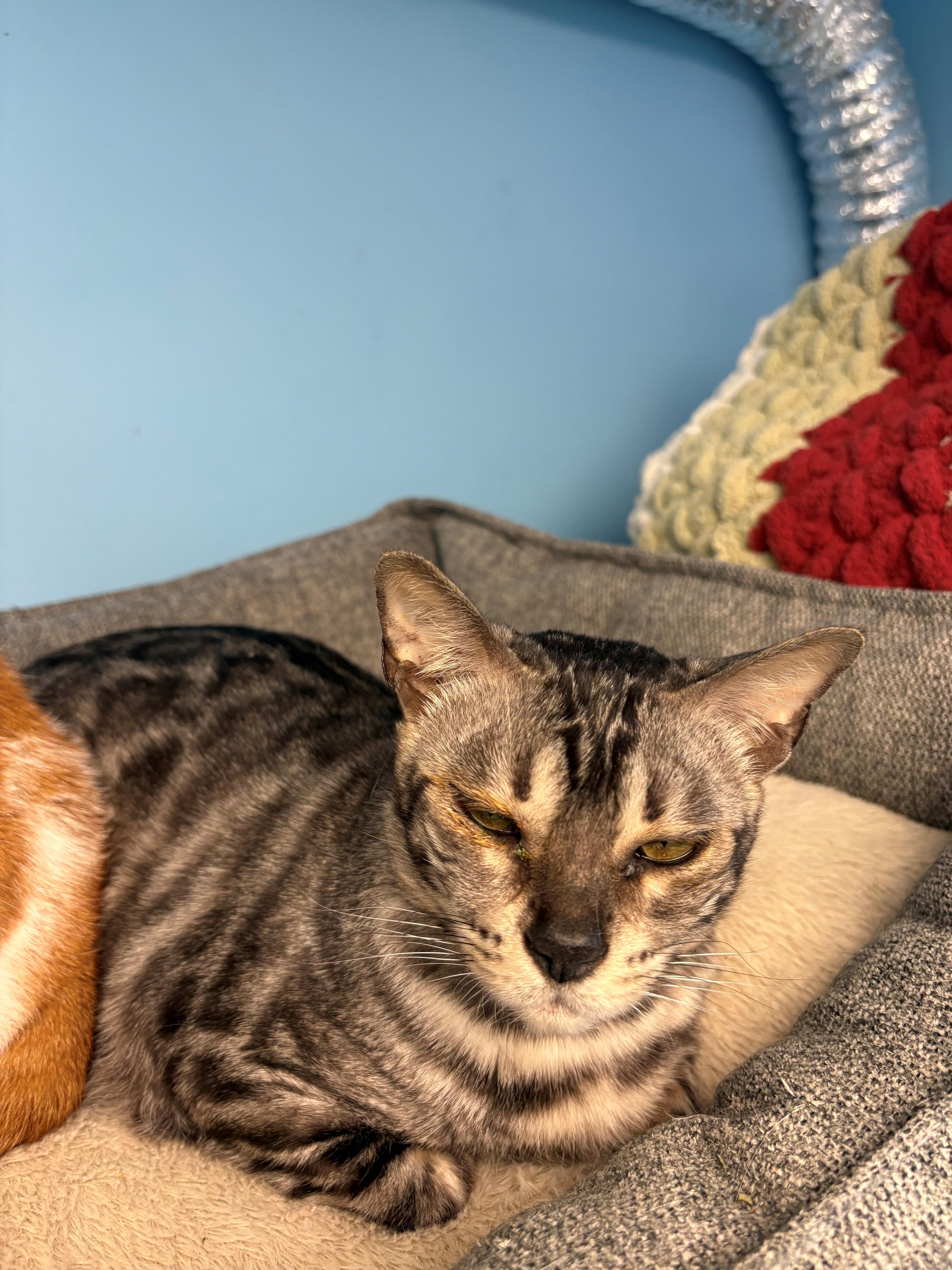 Bali, a ADOPTABLE Bengal in Kingston, MA image 2/6