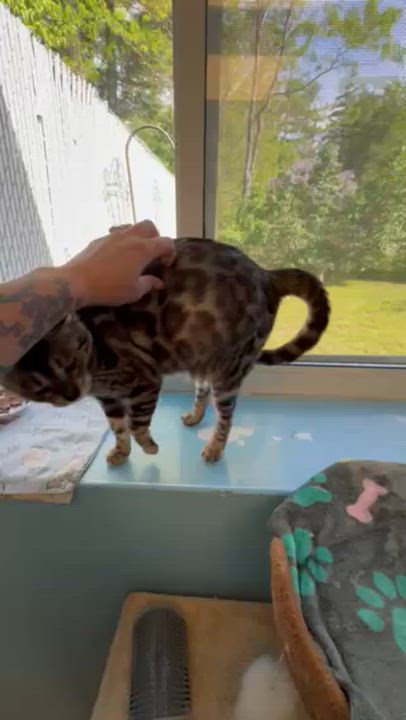 Enlarge Bali, a ADOPTABLE Bengal in Kingston, MA video 6/6
