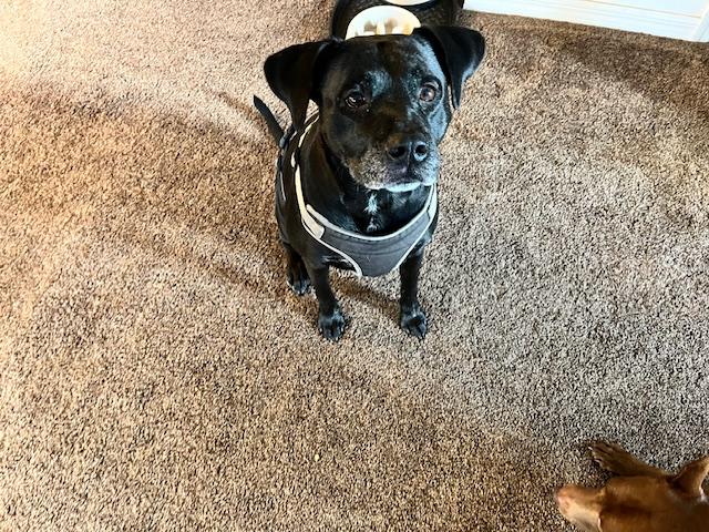 Enlarge Spice, a Adoptable mixed breed in Ocala, FL image 1/1