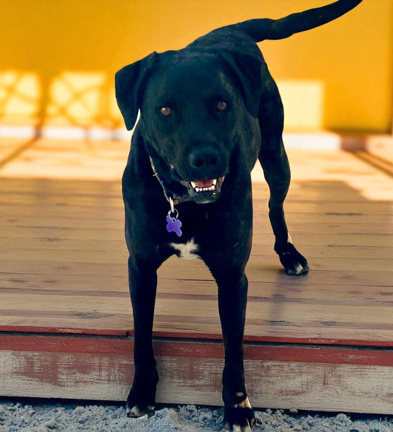 Apple, an adoptable Black Labrador Retriever Mix in Carson City, NV_image-1