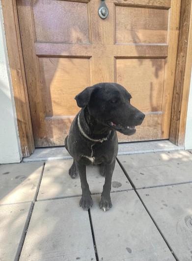 Apple, Adoptable, Adult Female Black Labrador Retriever.