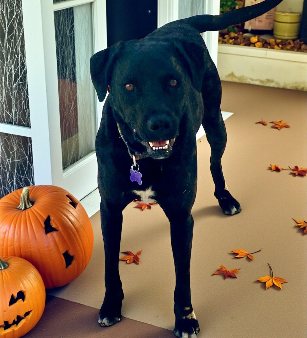 Apple, a Adoptable mixed breed in Carson City, NV image 1/2