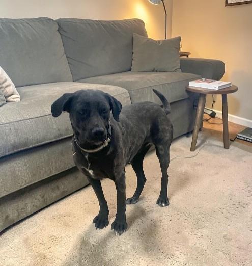 Apple, a Adoptable mixed breed in Carson City, NV image 3/3