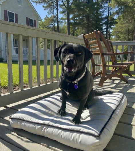 Apple, Adoptable, Adult Female Black Labrador Retriever.