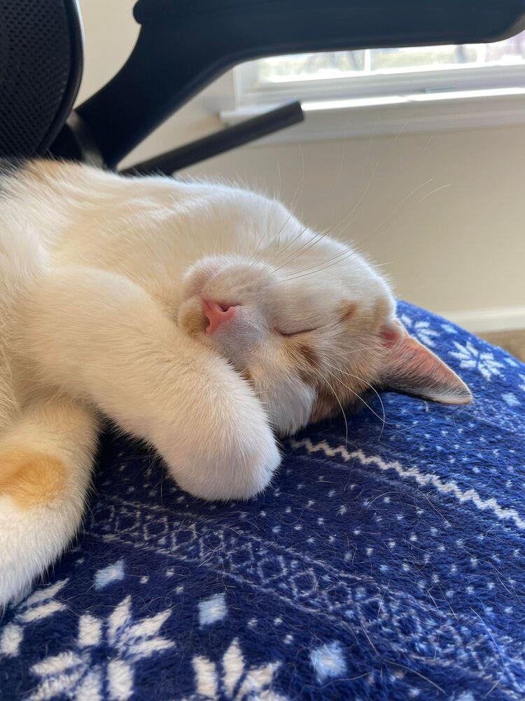 Gemma Crystal, Adoptable, Adult Female Domestic Short Hair.