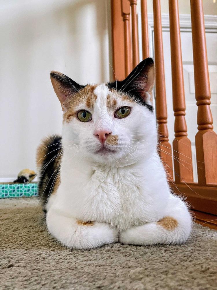 Enlarge Gemma Crystal, a Adoptable Domestic Short Hair in Mount Laurel, NJ image 2/6