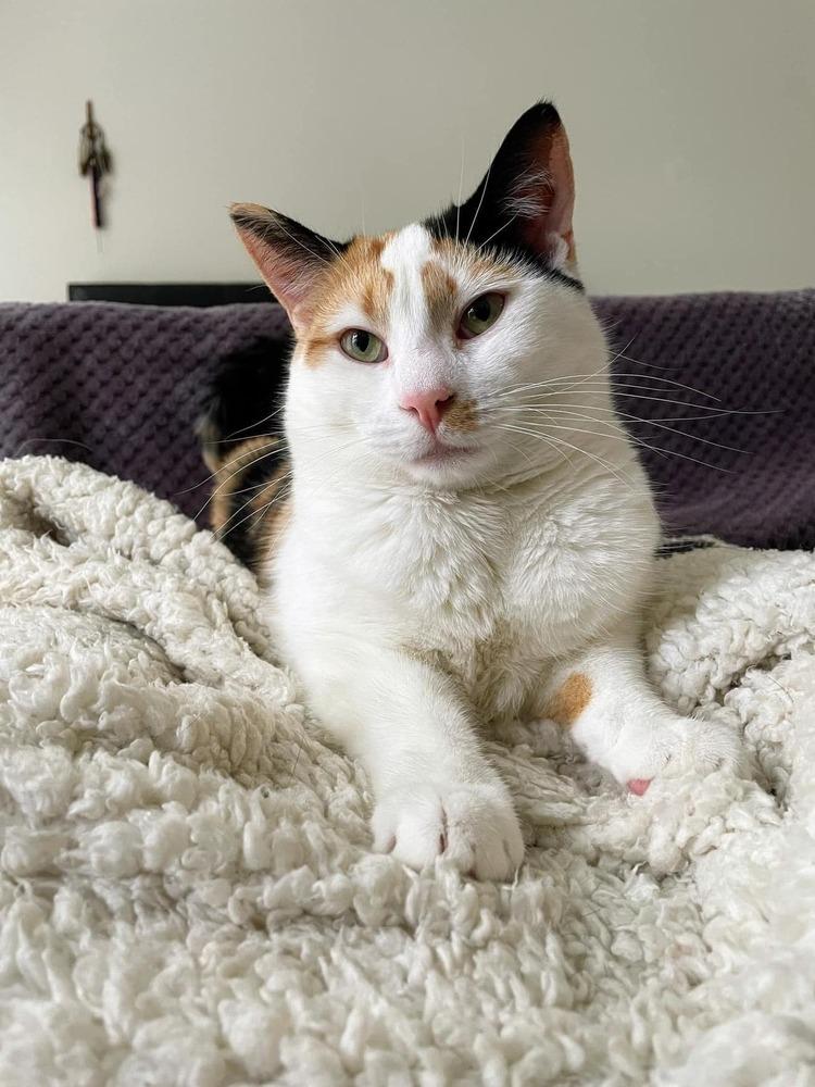 Enlarge Gemma Crystal, a Adoptable Domestic Short Hair in Mount Laurel, NJ image 3/6