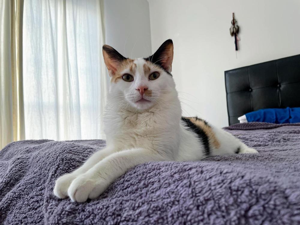 Enlarge Gemma Crystal, a Adoptable Domestic Short Hair in Mount Laurel, NJ image 4/6