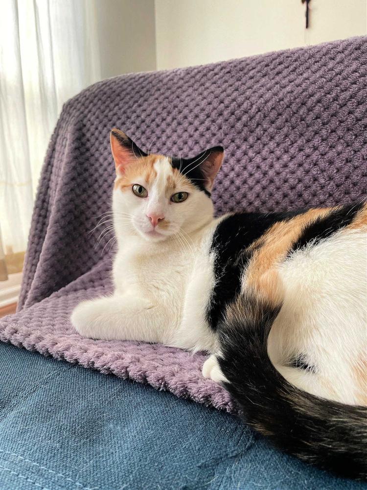 Enlarge Gemma Crystal, a Adoptable Domestic Short Hair in Mount Laurel, NJ image 5/6