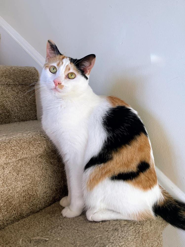 Enlarge Gemma Crystal, a Adoptable Domestic Short Hair in Mount Laurel, NJ image 6/6