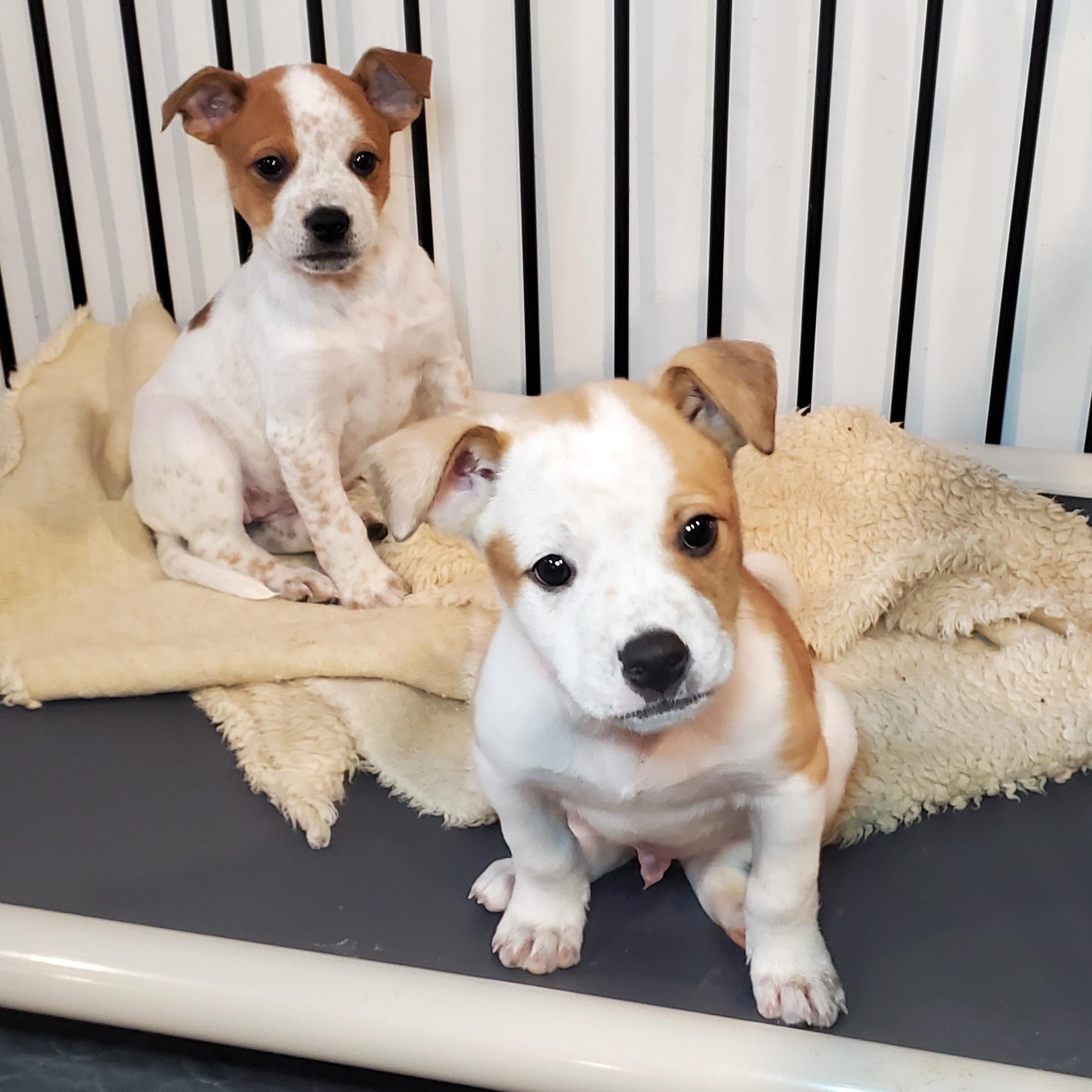 Enlarge Peter, a Adoptable mixed breed in Blairstown, NJ image 5/6