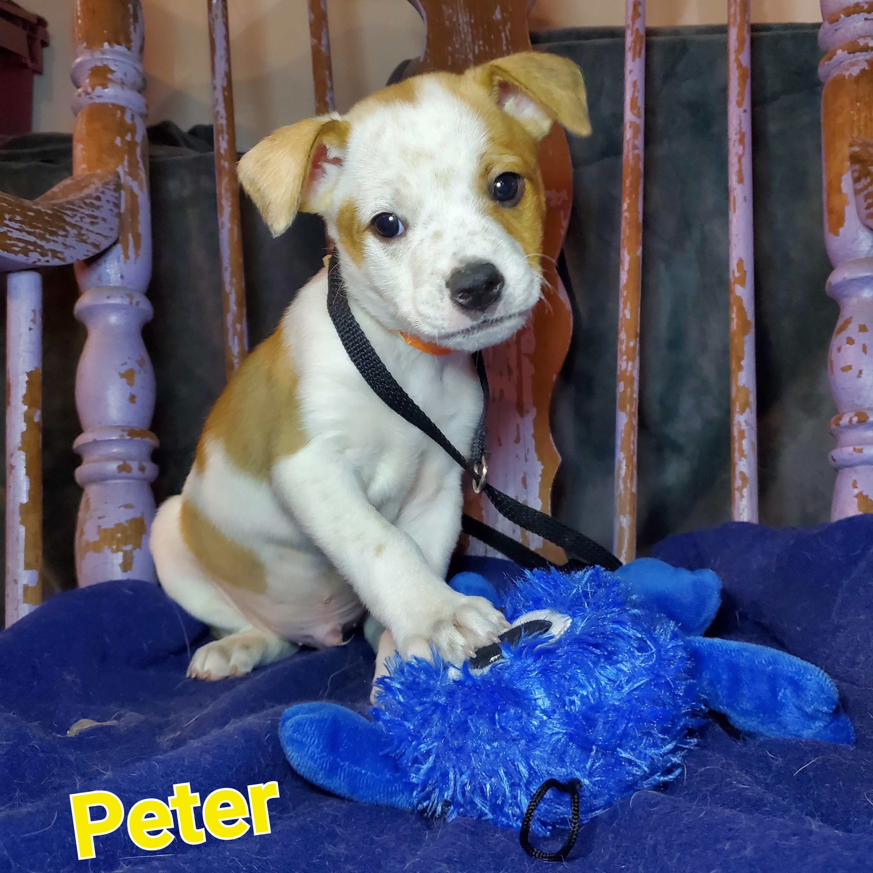 Enlarge Peter, a Adoptable mixed breed in Blairstown, NJ image 1/6