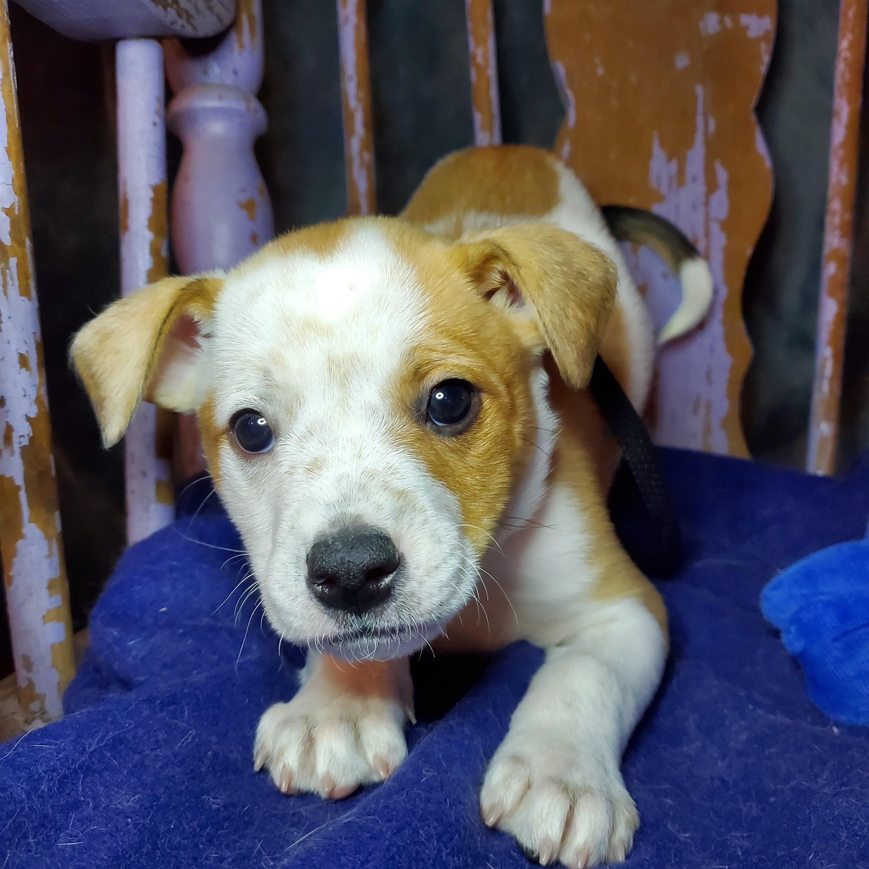 Enlarge Peter, a Adoptable mixed breed in Blairstown, NJ image 4/6