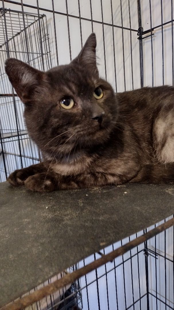 Bruce, Adopted, Adult Male Domestic Short Hair.