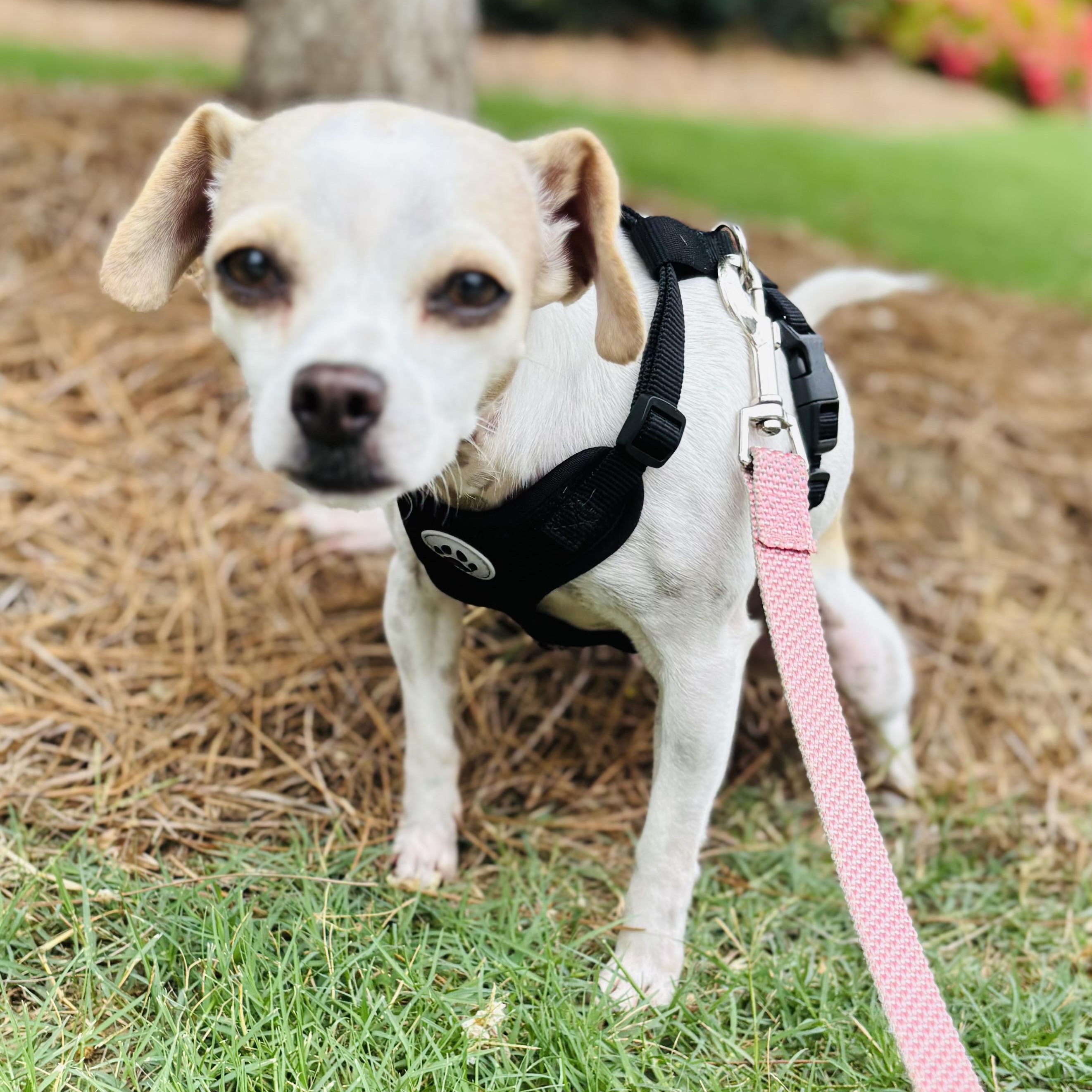 Enlarge Terry, an adoption pending Chihuahua in atlanta, GA image 2/4