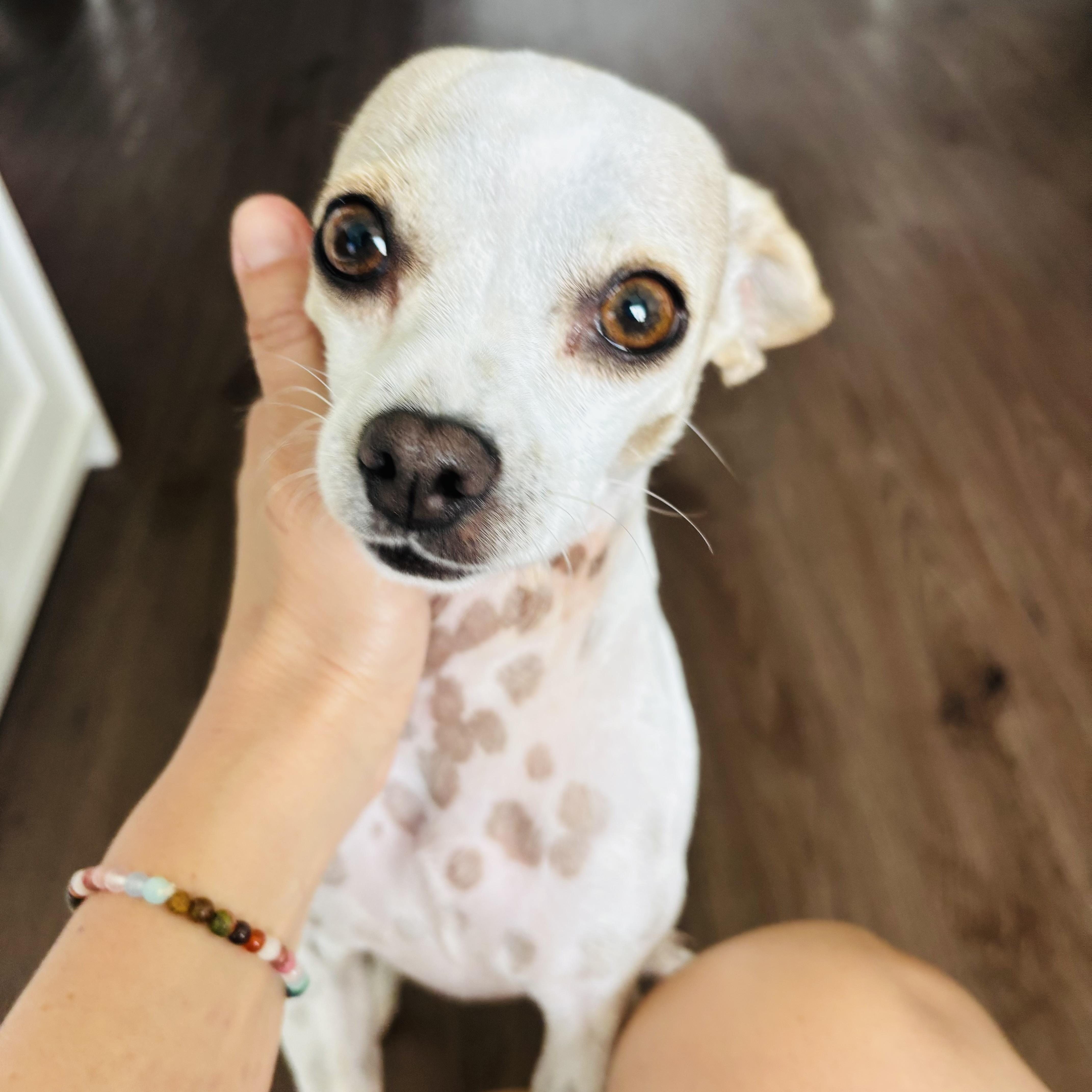 Terry, Adoptable, Adult Female Chihuahua.