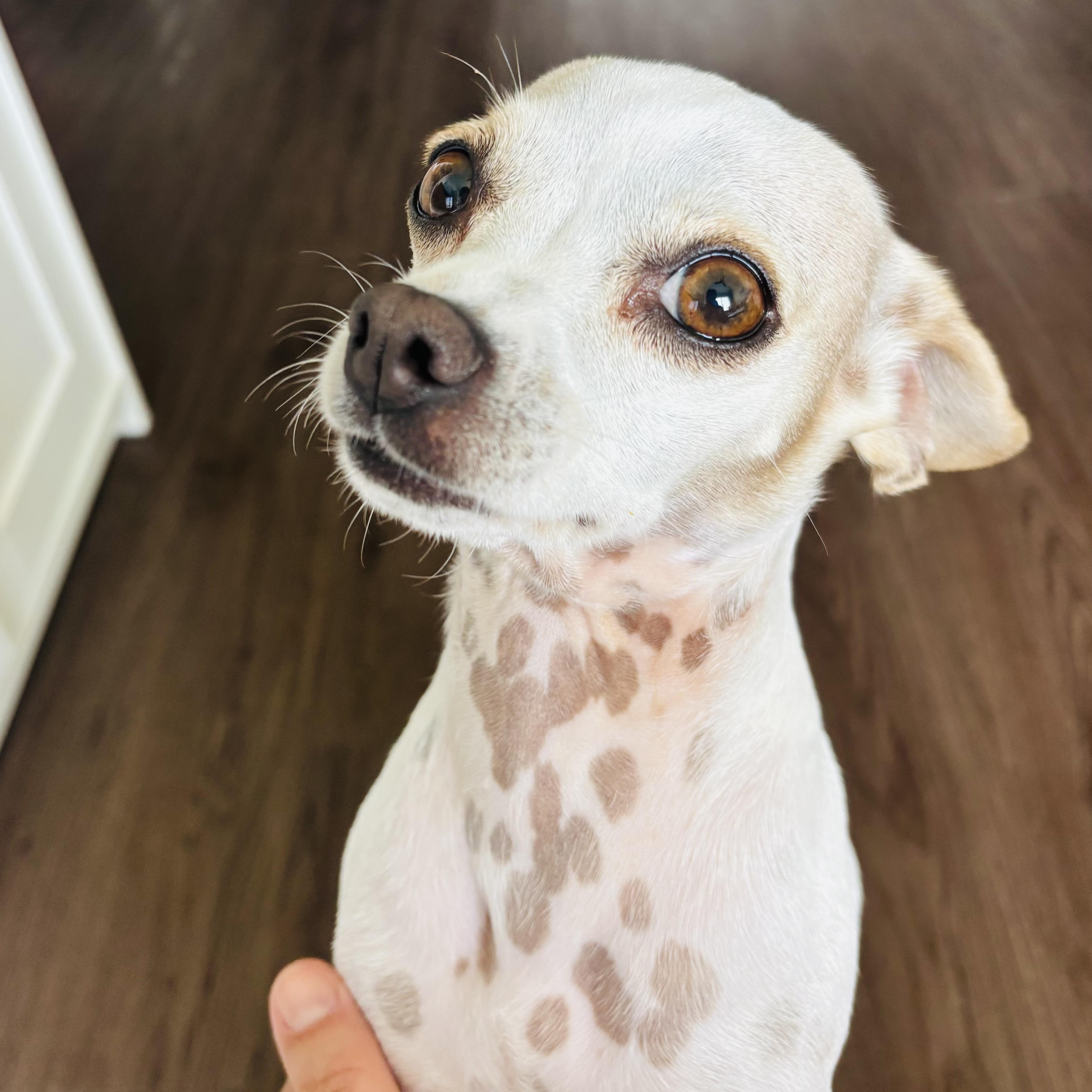 Enlarge Terry, an adoption pending Chihuahua in atlanta, GA image 4/4