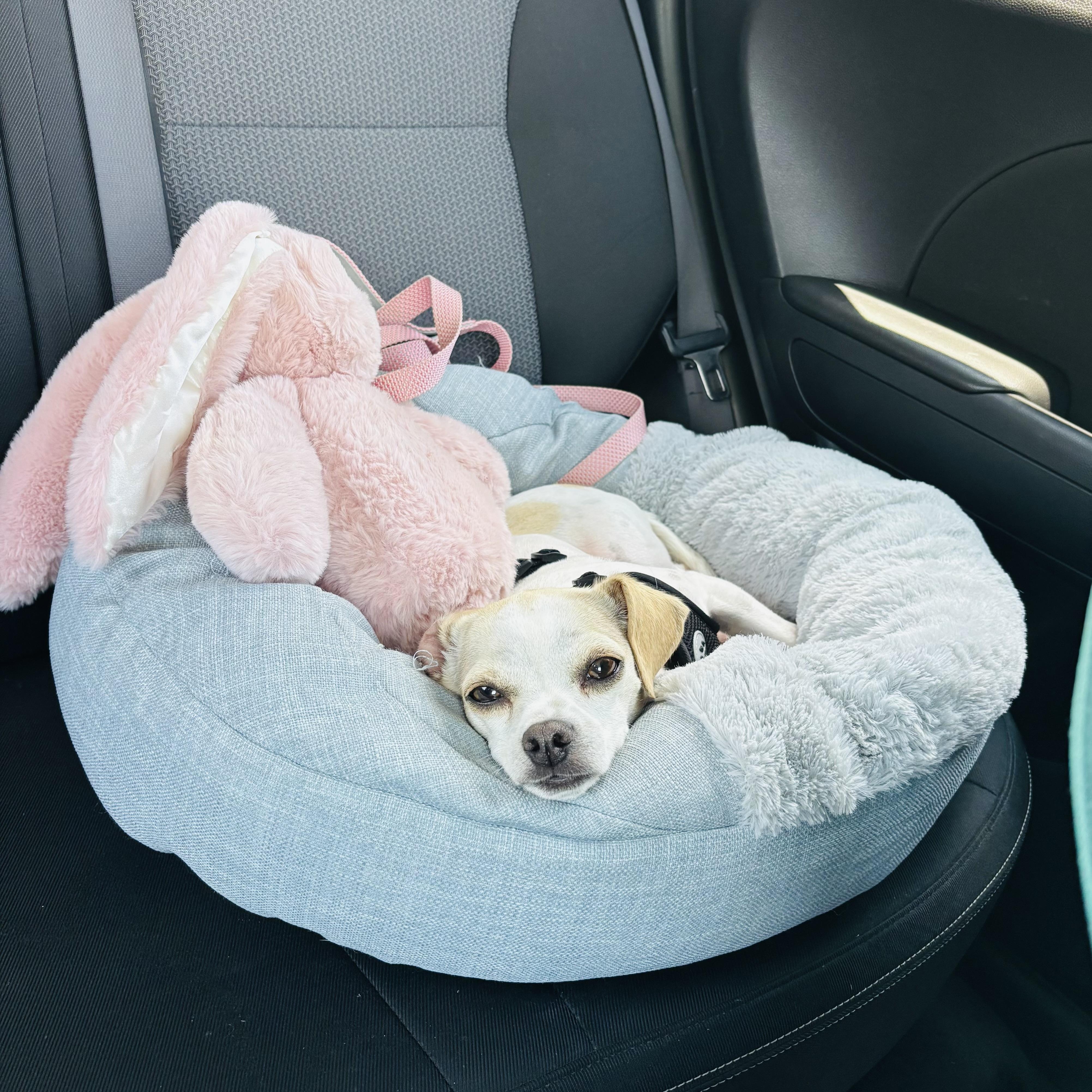 Enlarge Terry, an adoption pending Chihuahua in atlanta, GA image 3/4