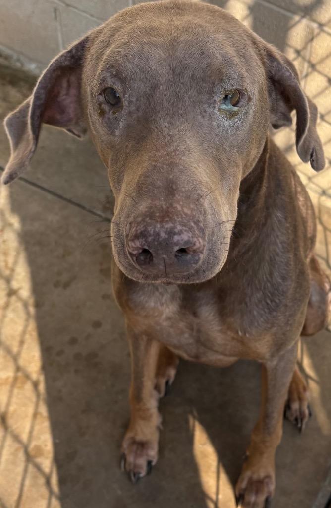 Enlarge Sammy, a Adoptable Doberman Pinscher in Elizabethton, TN image 1/3