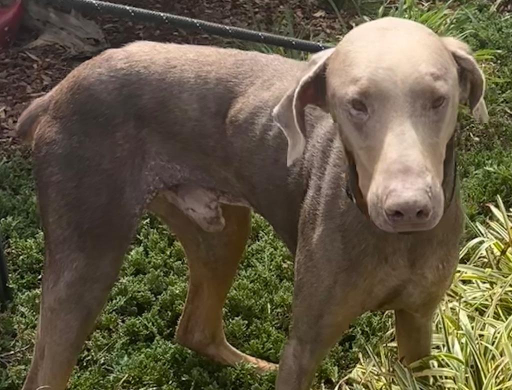 Enlarge Sammy, a Adoptable Doberman Pinscher in Elizabethton, TN image 2/3