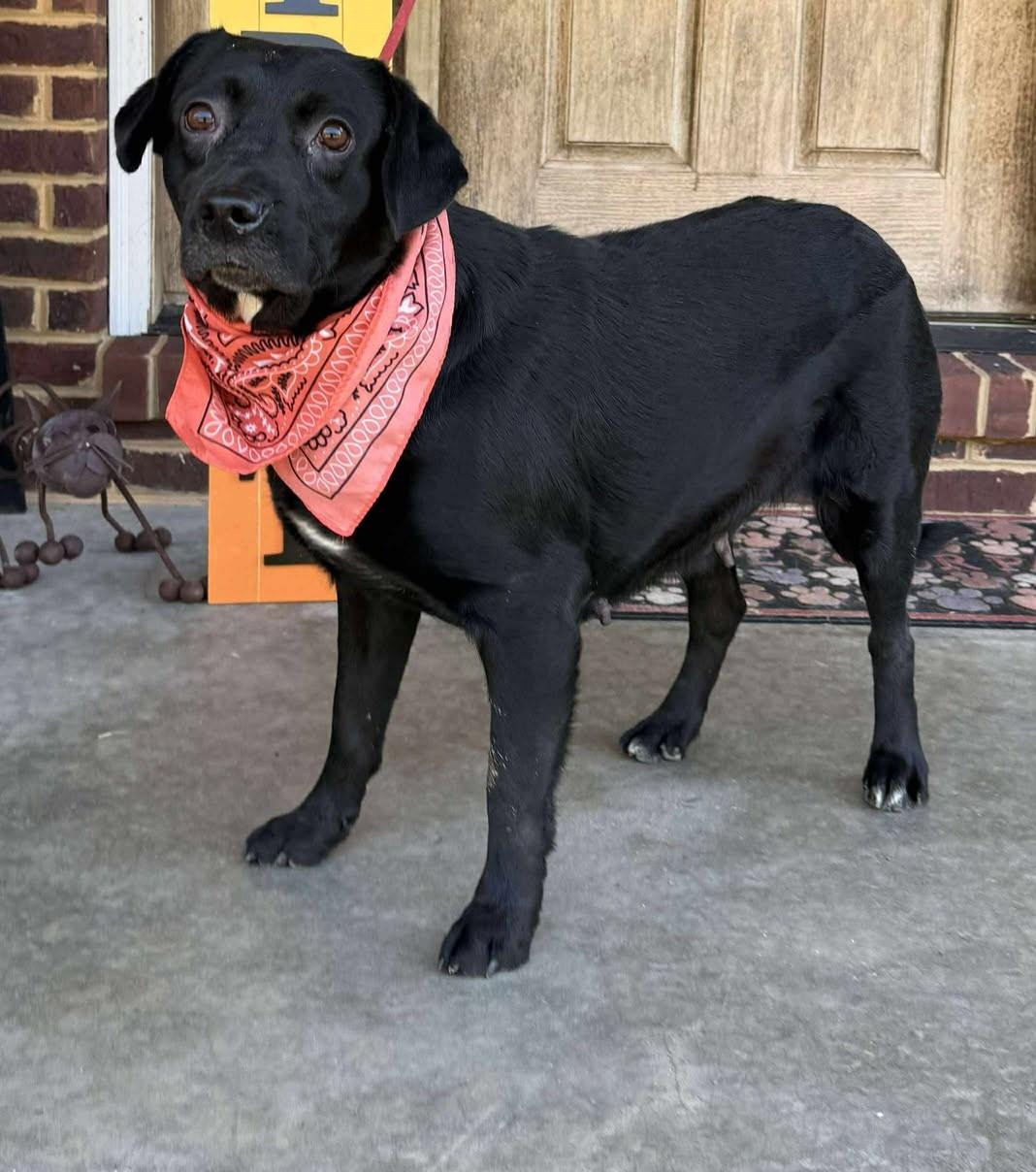 Enlarge Olive, a Adoptable mixed breed in Homer Glen, IL image 2/4