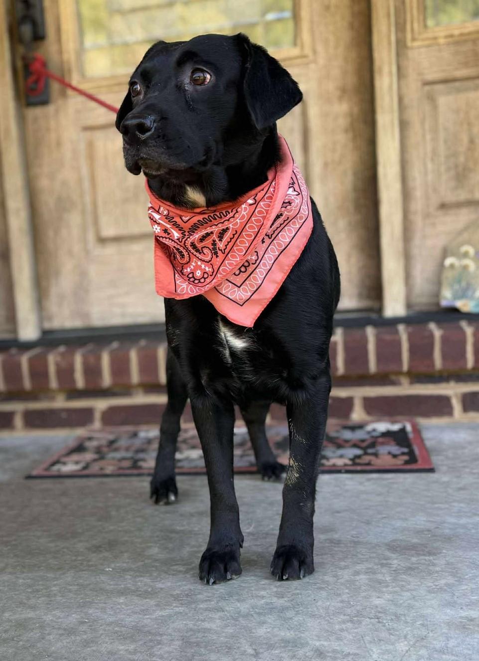 Olive, Adoptable, Adult Female Black Labrador Retriever.