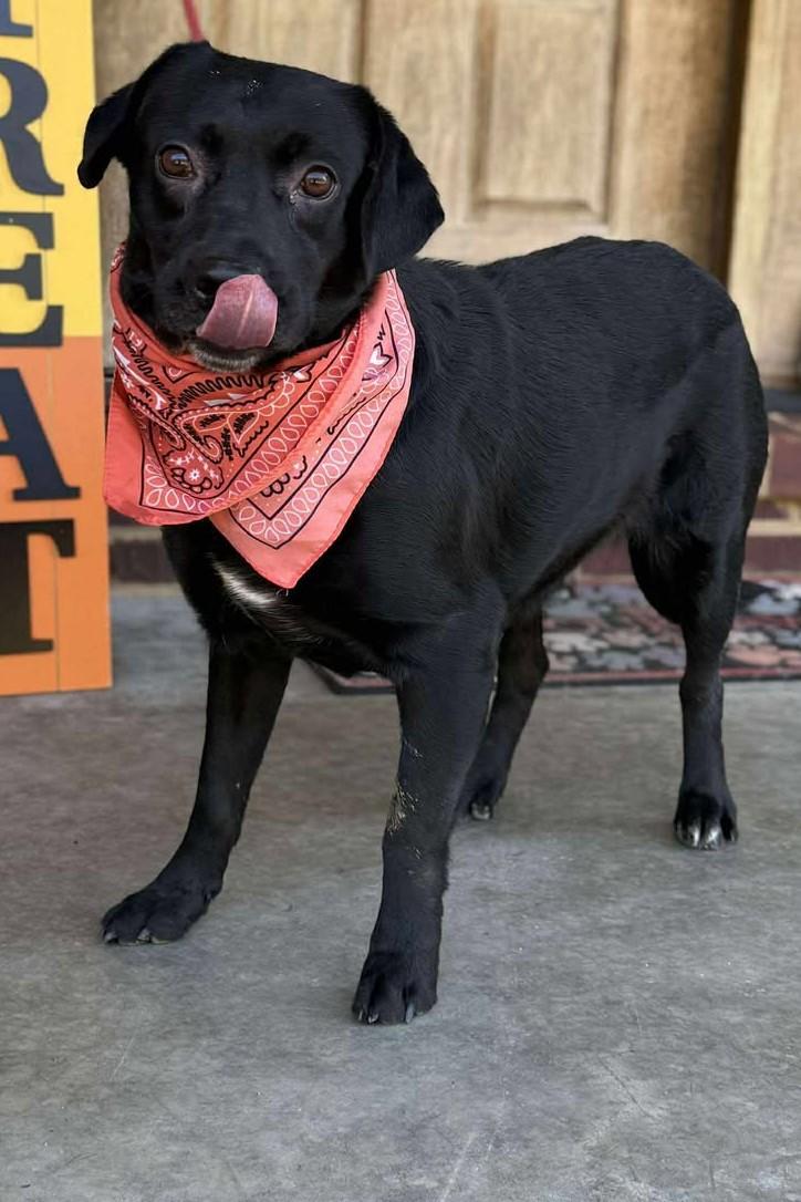 Enlarge Olive, a Adoptable mixed breed in Homer Glen, IL image 4/4