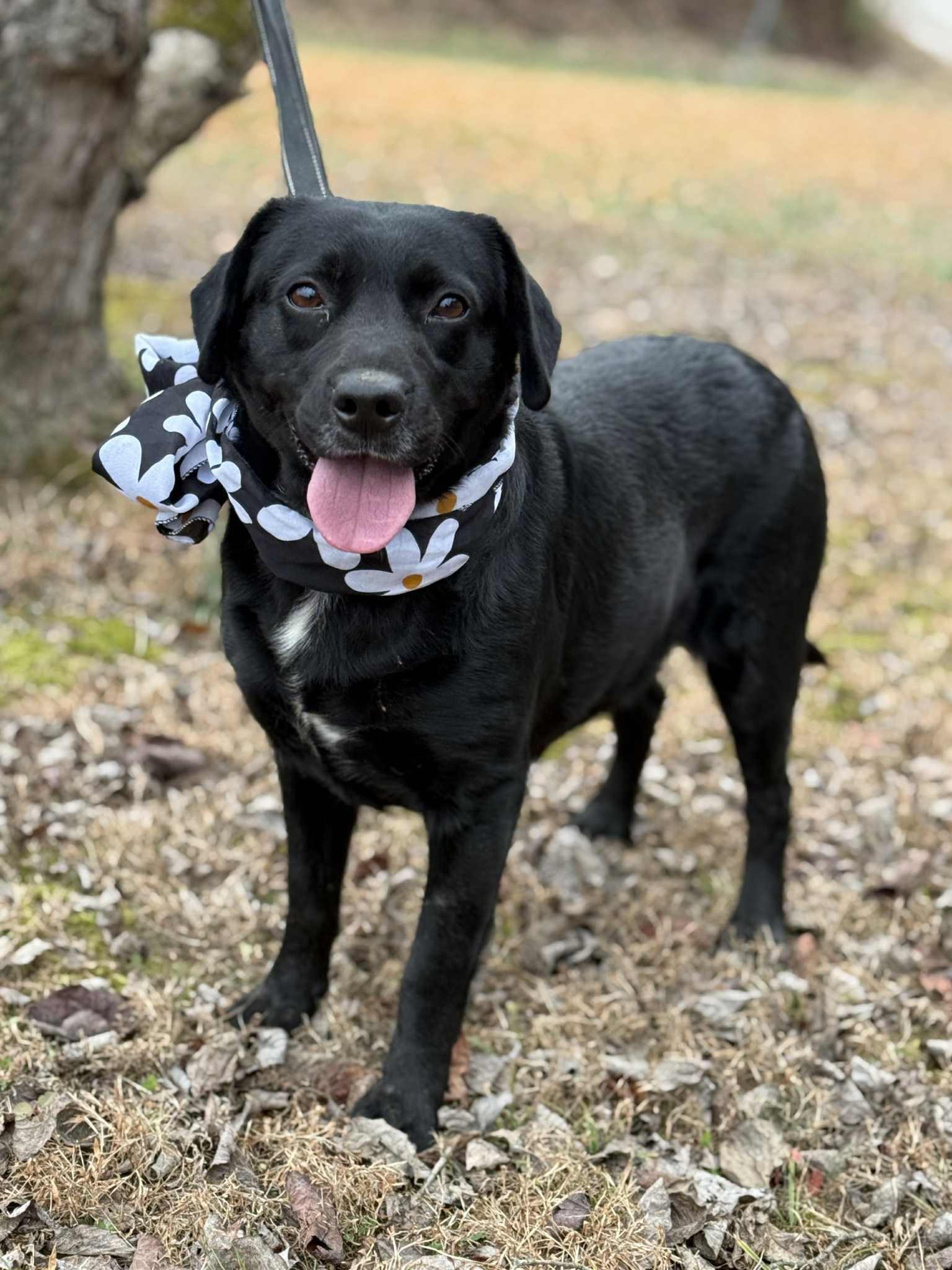 Enlarge Olive, a Adoptable mixed breed in Homer Glen, IL image 1/3