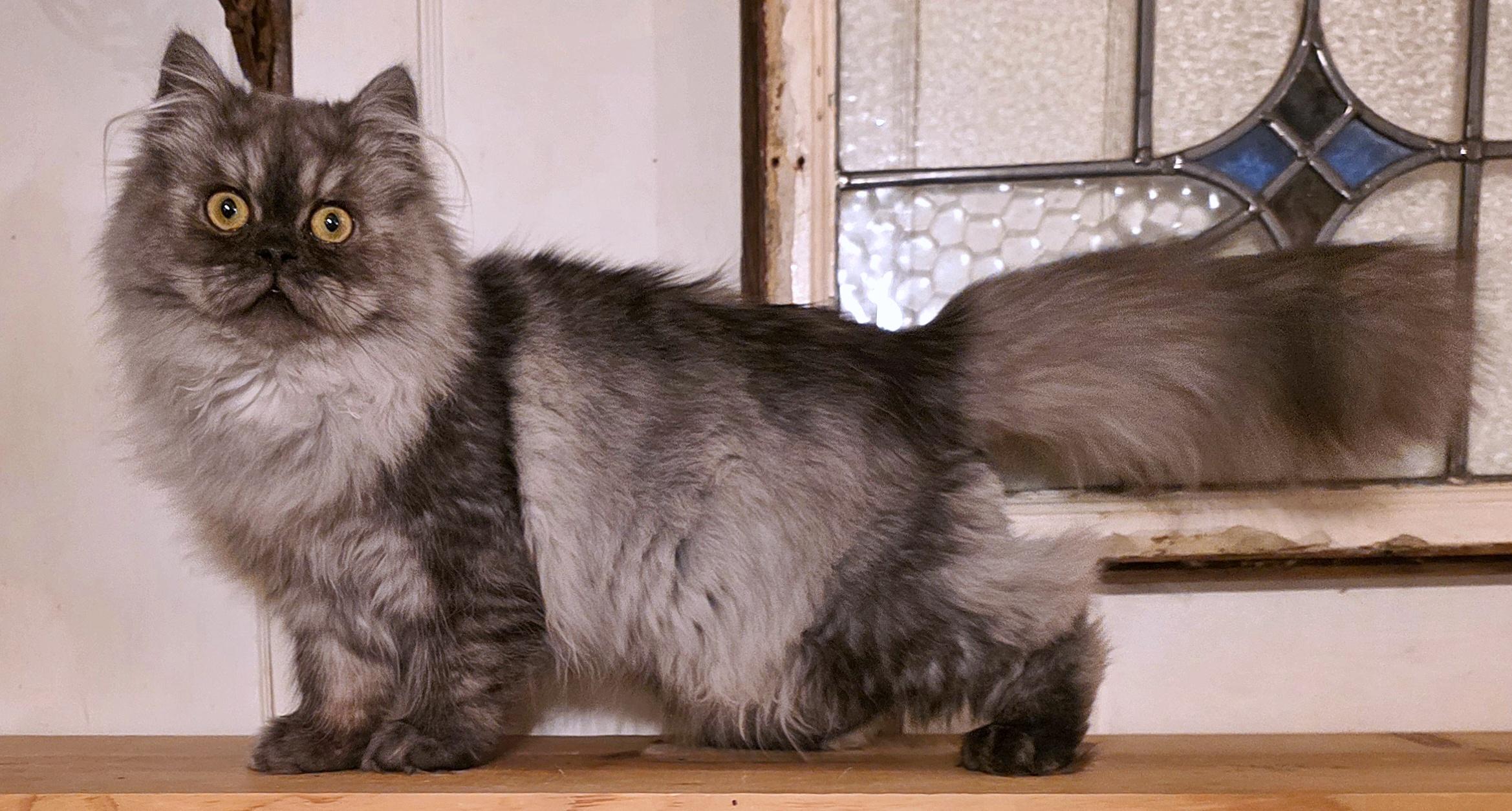 Enlarge Rahm, a ADOPTABLE Persian in Converse, TX image 3/6