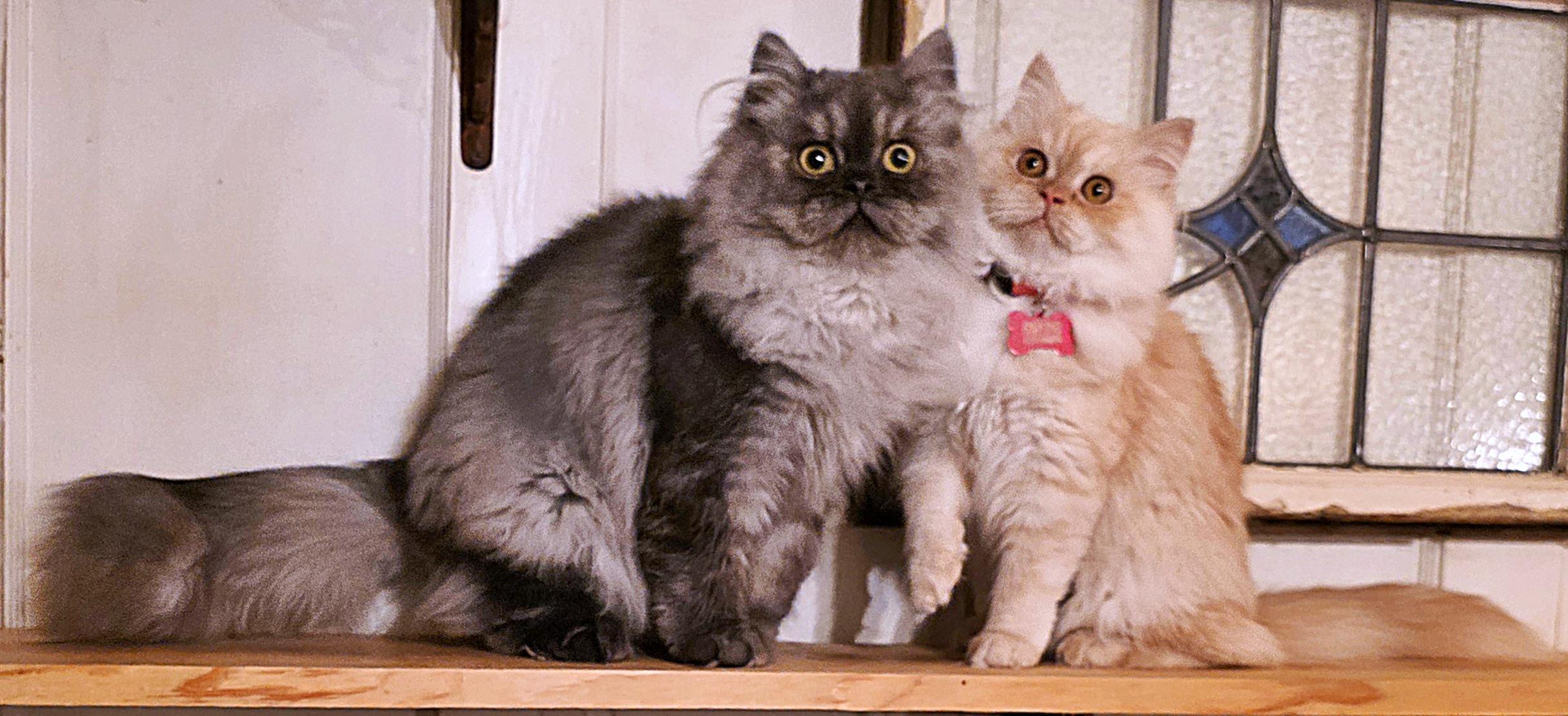 Enlarge Rahm, a ADOPTABLE Persian in Converse, TX image 6/6