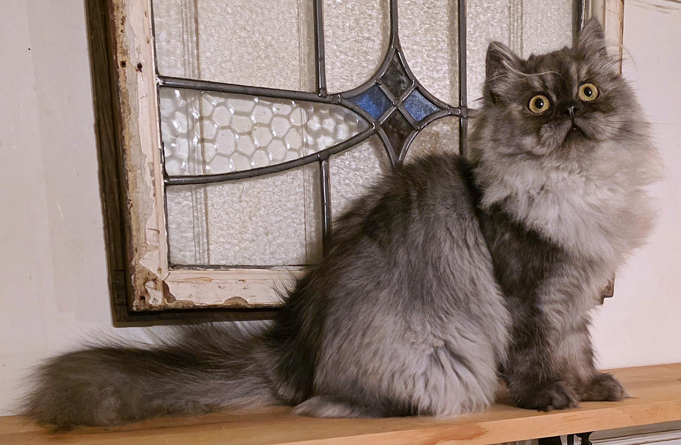 Enlarge Rahm, a ADOPTABLE Persian in Converse, TX image 5/6