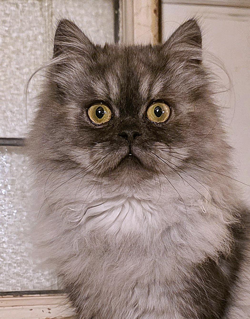 Enlarge Rahm, a ADOPTABLE Persian in Converse, TX image 1/6
