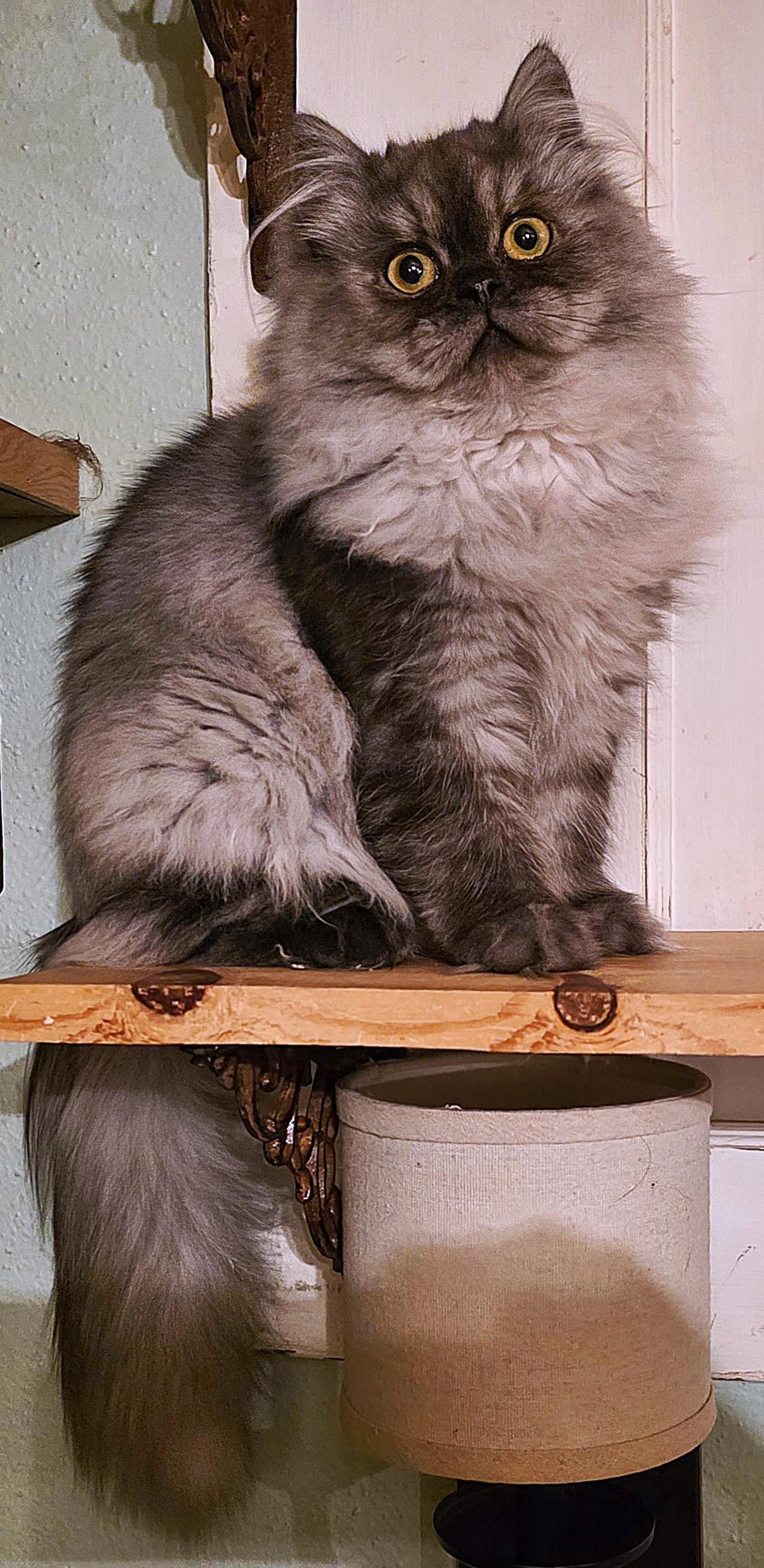 Enlarge Rahm, a ADOPTABLE Persian in Converse, TX image 4/6