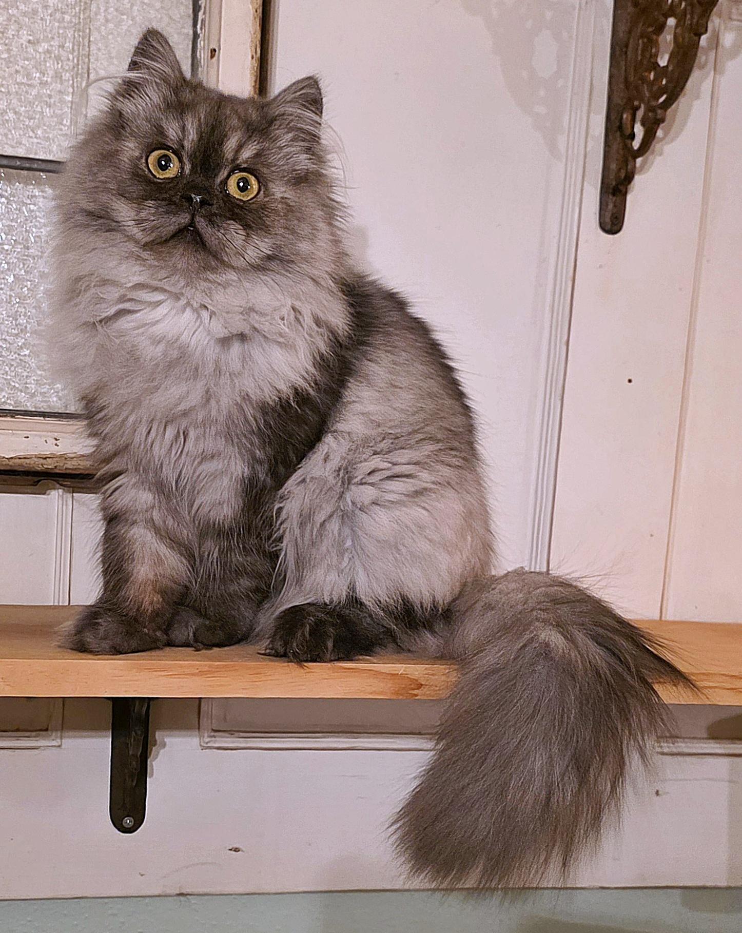 Enlarge Rahm, a ADOPTABLE Persian in Converse, TX image 2/6