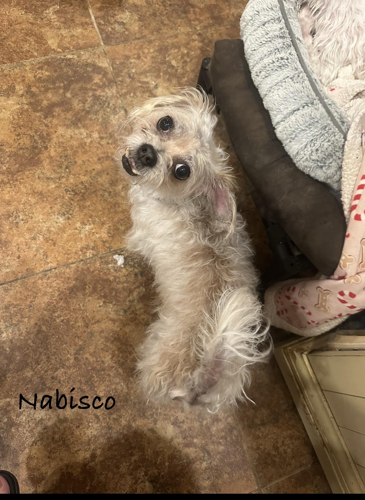 Enlarge Nabisco, a ADOPTABLE Maltese in Las Vegas, NV image 1/1