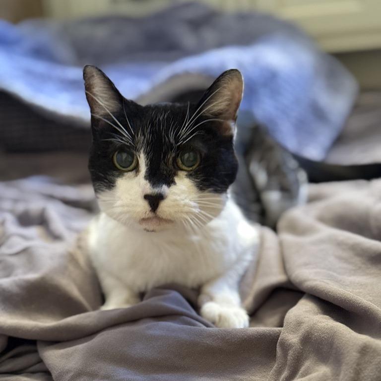 Enlarge Peanut, a Adoptable Domestic Short Hair in Los Angeles, CA image 1/1