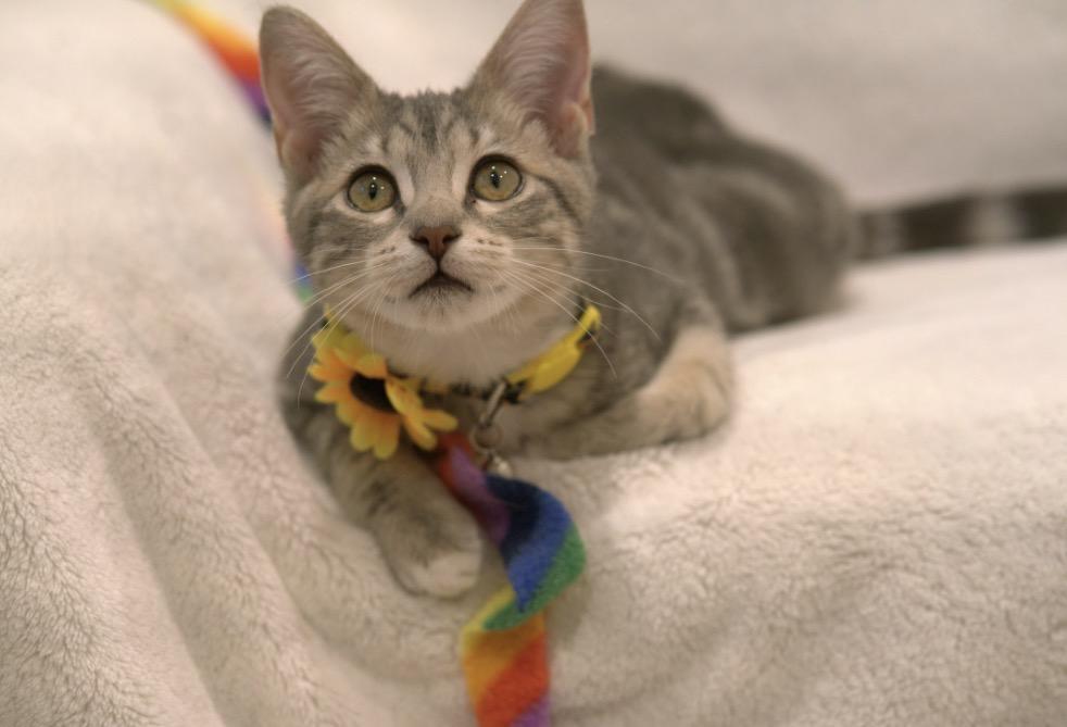 Enlarge Slate, a Adoptable Domestic Short Hair in San Jose, CA image 4/6