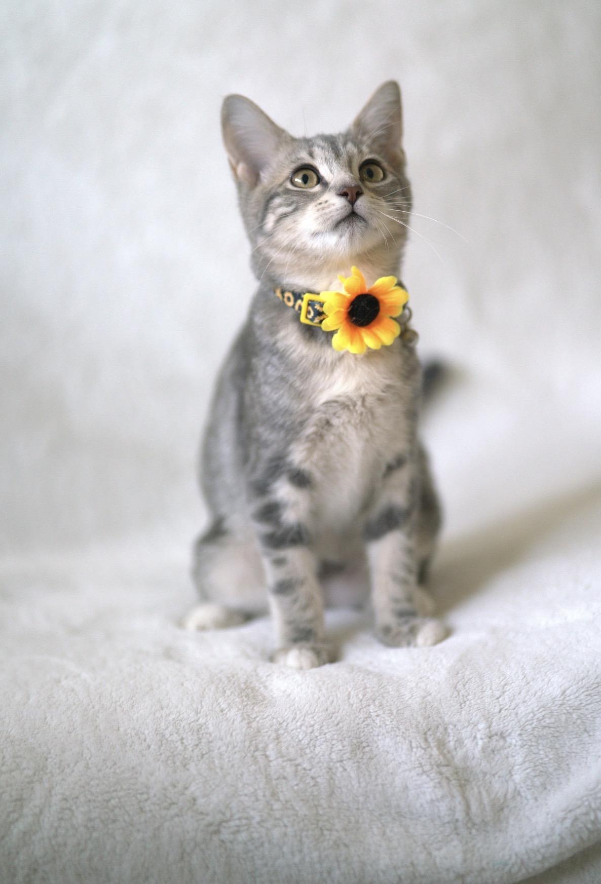 Enlarge Slate, a Adoptable Domestic Short Hair in San Jose, CA image 1/6