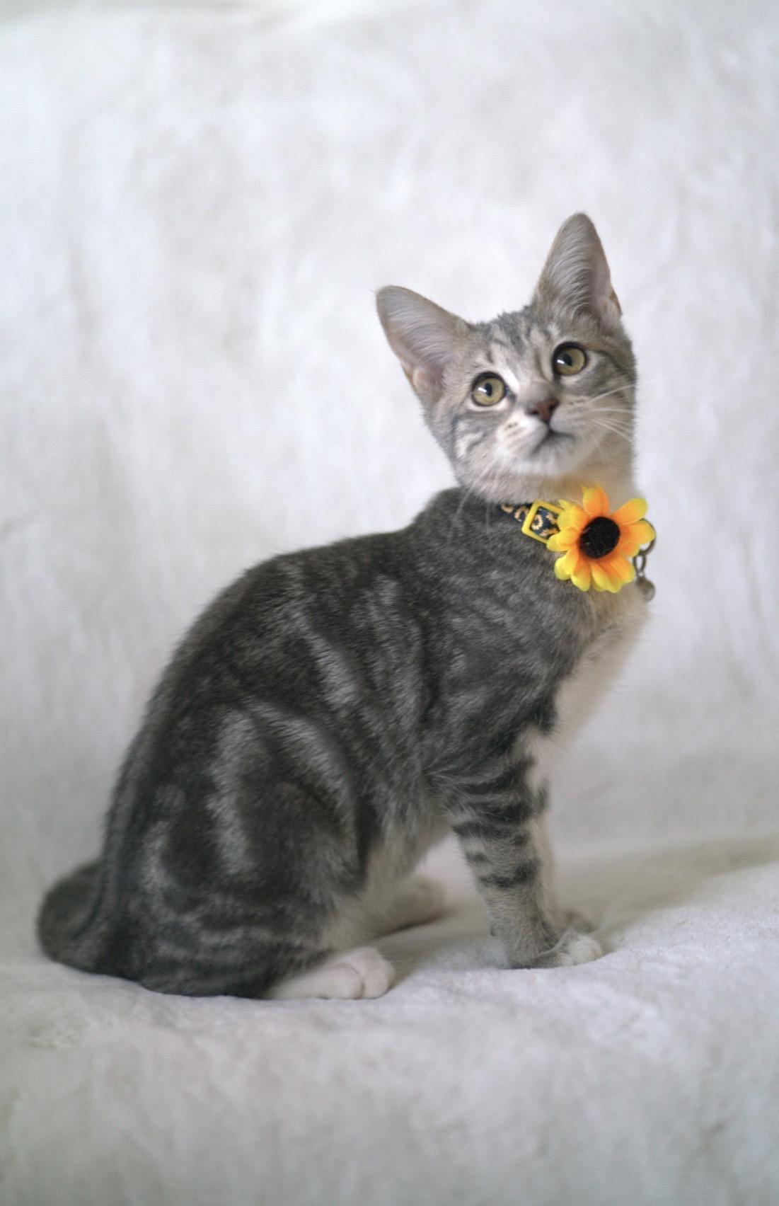 Enlarge Slate, a Adoptable Domestic Short Hair in San Jose, CA image 2/6