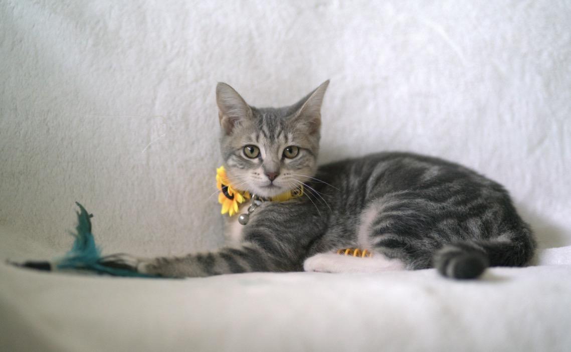 Enlarge Slate, a Adoptable Domestic Short Hair in San Jose, CA image 3/6