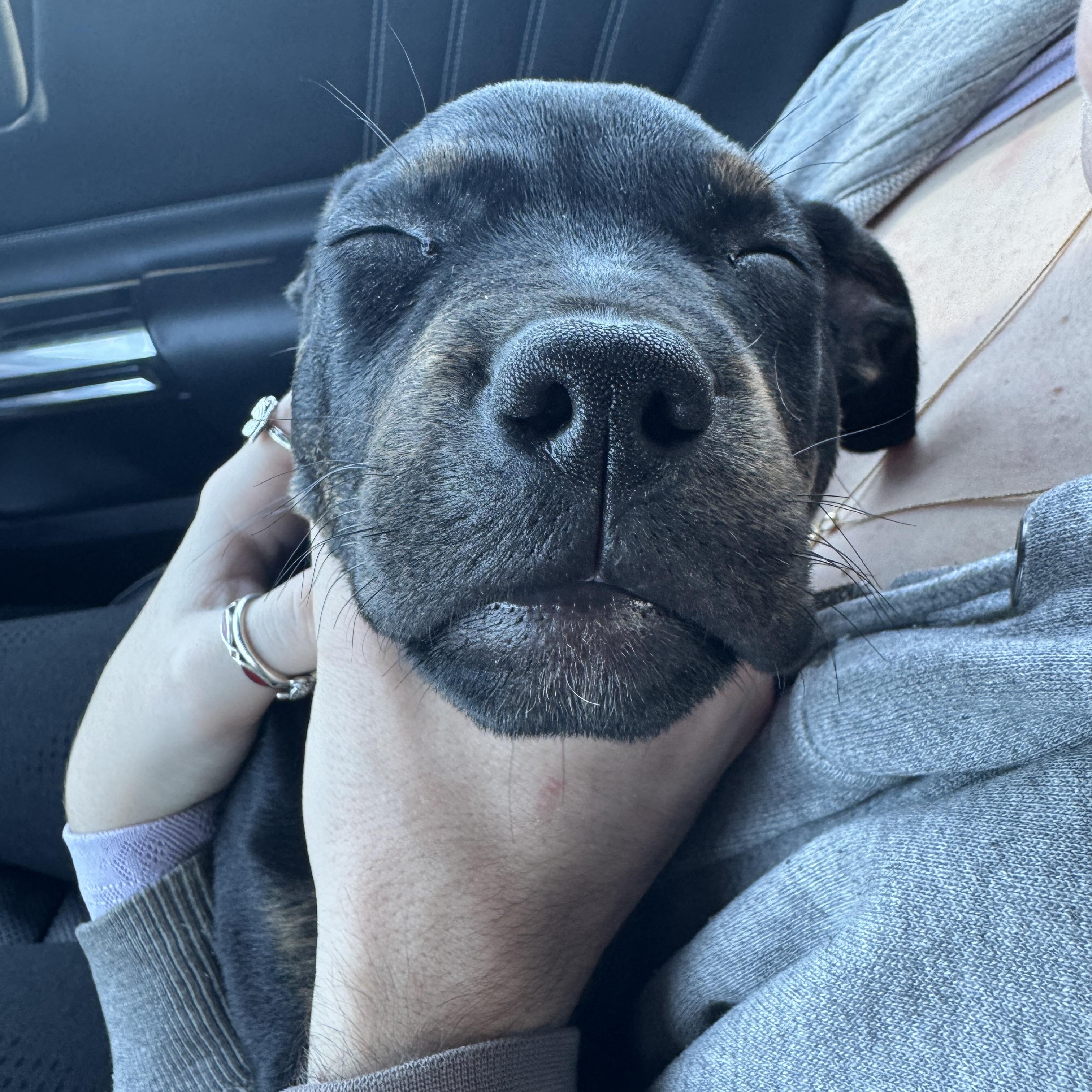 Emmy, ADOPTABLE, Puppy Female Rottweiler & Labrador Retriever.