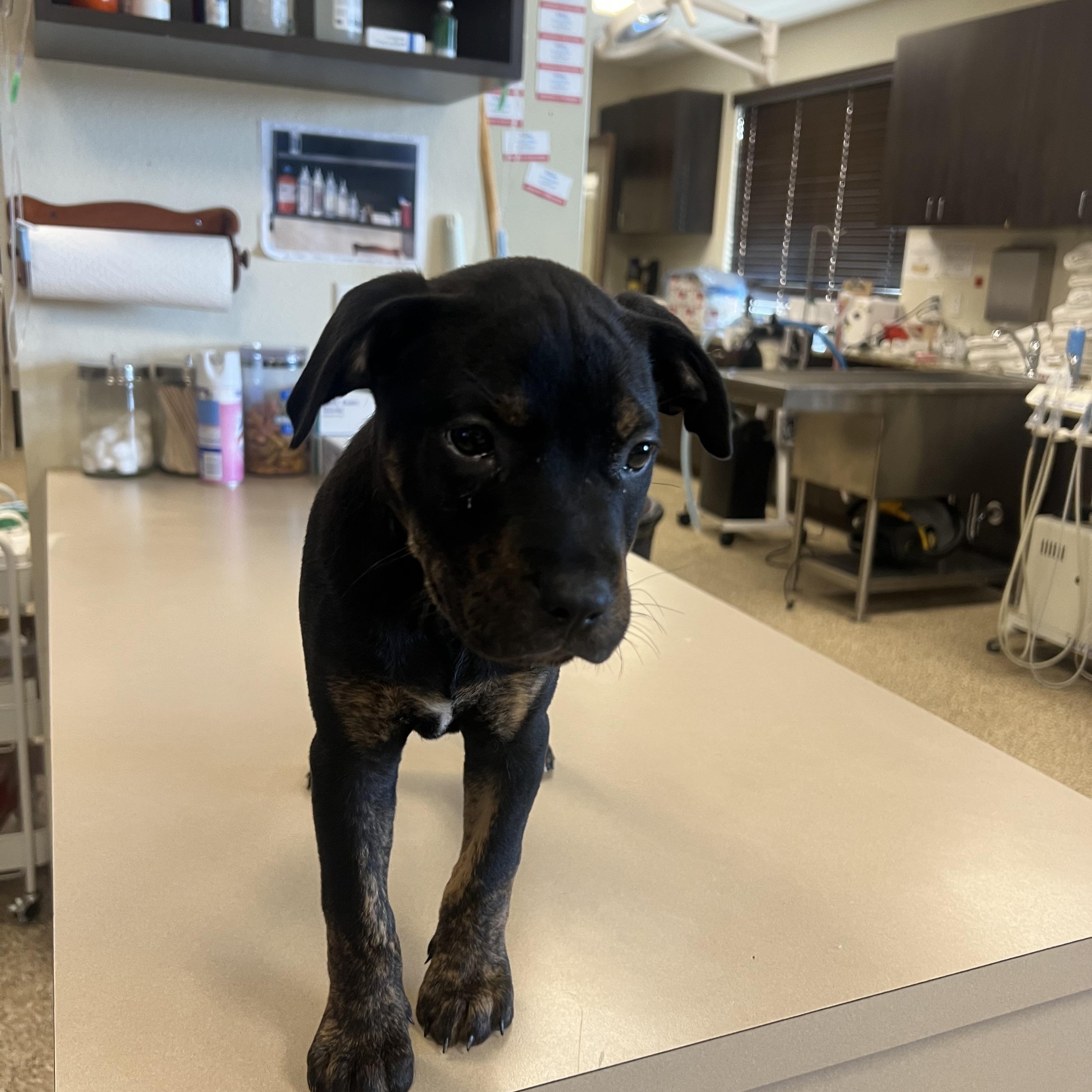 Emmy, a ADOPTABLE mixed breed in San Antonio, TX image 2/4