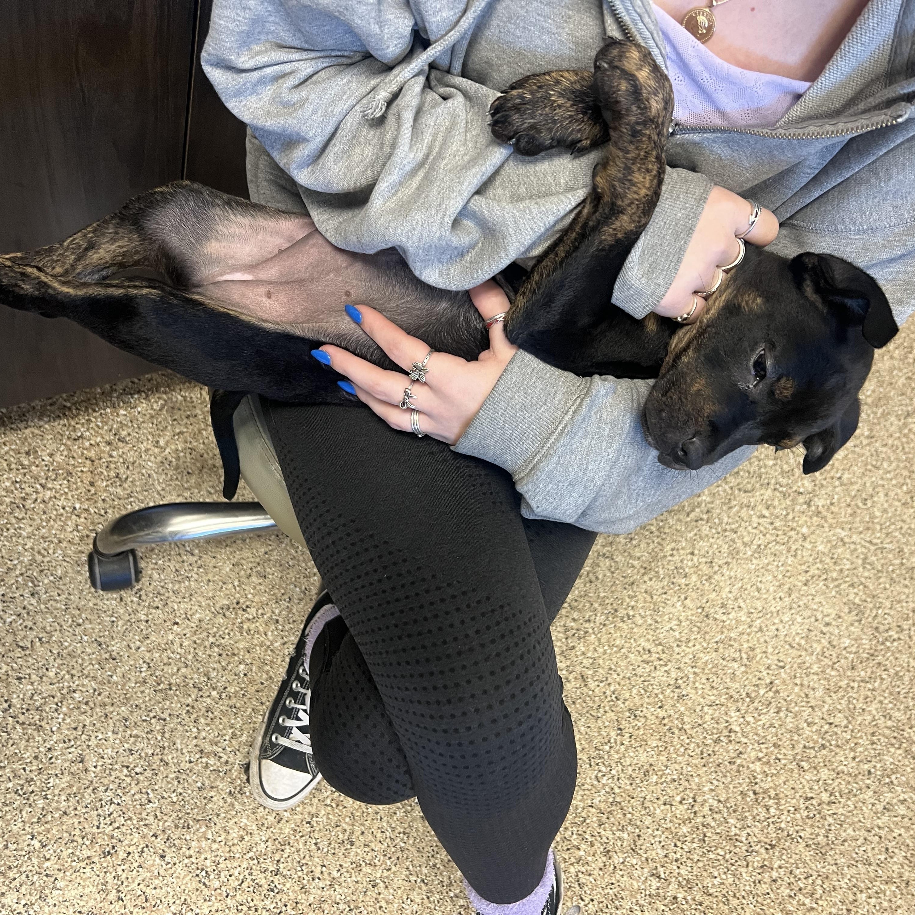 Emmy, a ADOPTABLE mixed breed in San Antonio, TX image 3/4