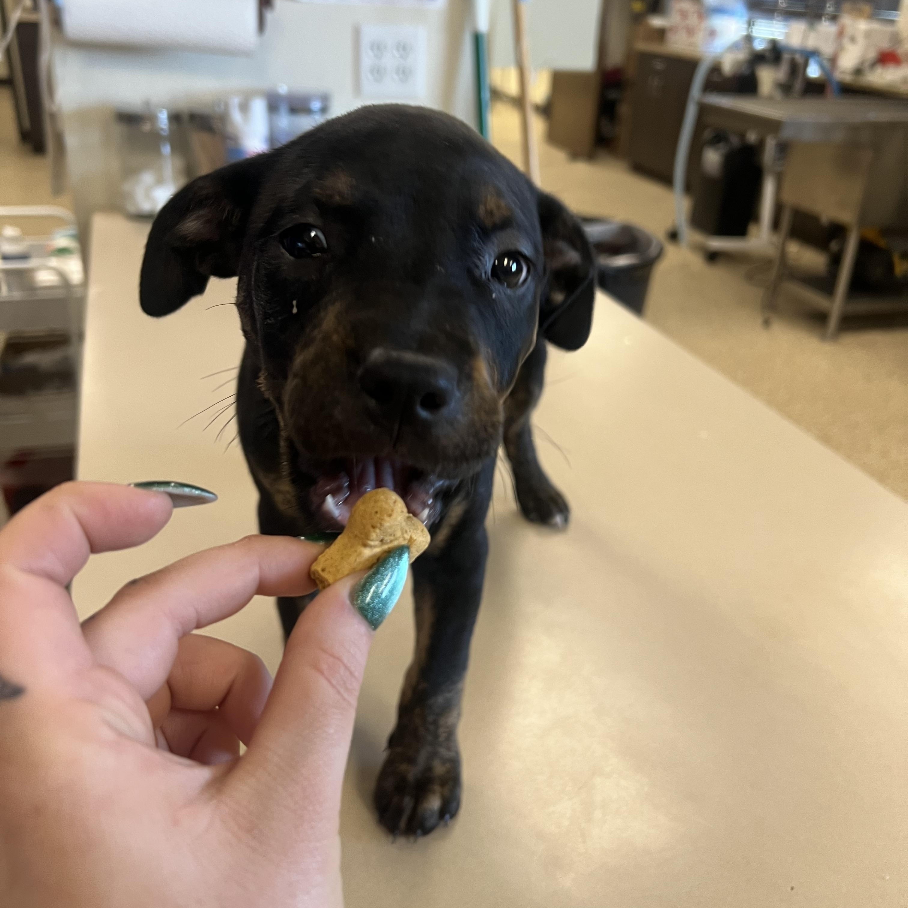 Emmy, a ADOPTABLE mixed breed in San Antonio, TX image 4/4