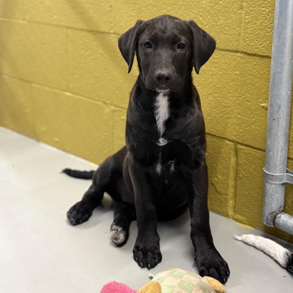 Enlarge Love, an adopted Mixed Breed in Yaphank, NY image 1/1