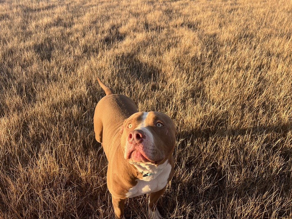 XL Bully/Red Nose Mix, a Adoptable mixed breed in Midway, UT image 2/2
