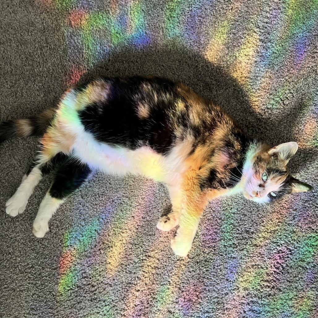 Omelette, Adoptable, Senior Female Domestic Short Hair.