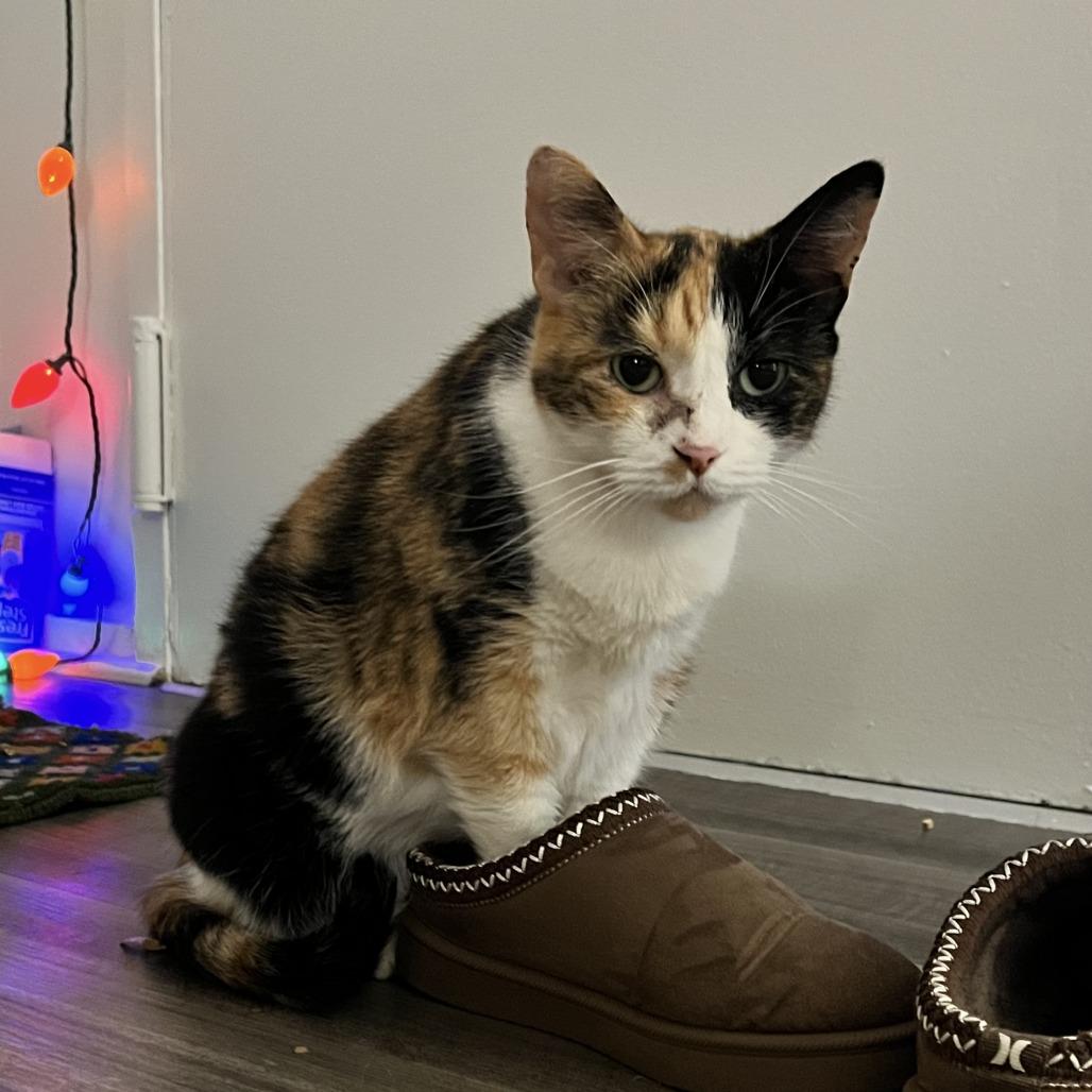 Enlarge Omelette, a Adoptable Domestic Short Hair in Fairfax Station, VA image 2/6