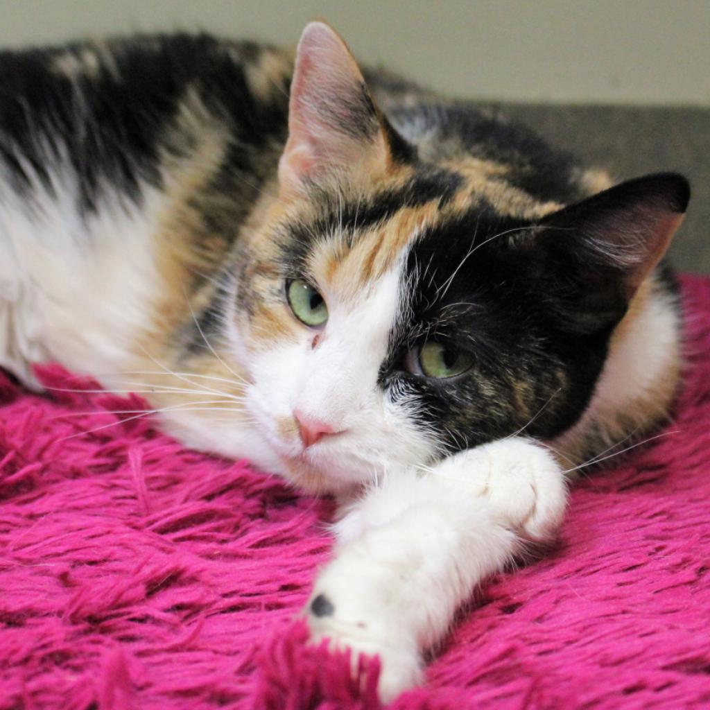 Enlarge Omelette, a Adoptable Domestic Short Hair in Fairfax Station, VA image 3/6