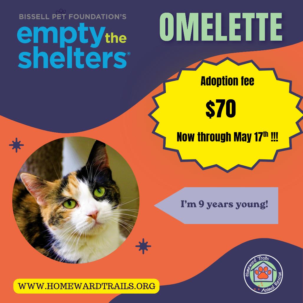 Enlarge Omelette, a Adoptable Domestic Short Hair in Fairfax Station, VA image 3/6